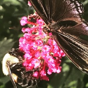 Meet your Posher, Carol